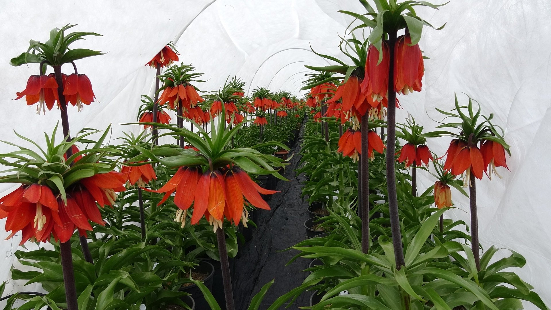 Koparmanın Bedeli 700 Bin Tl Erzincan’da Özel Bitkiye Özel İlgi3