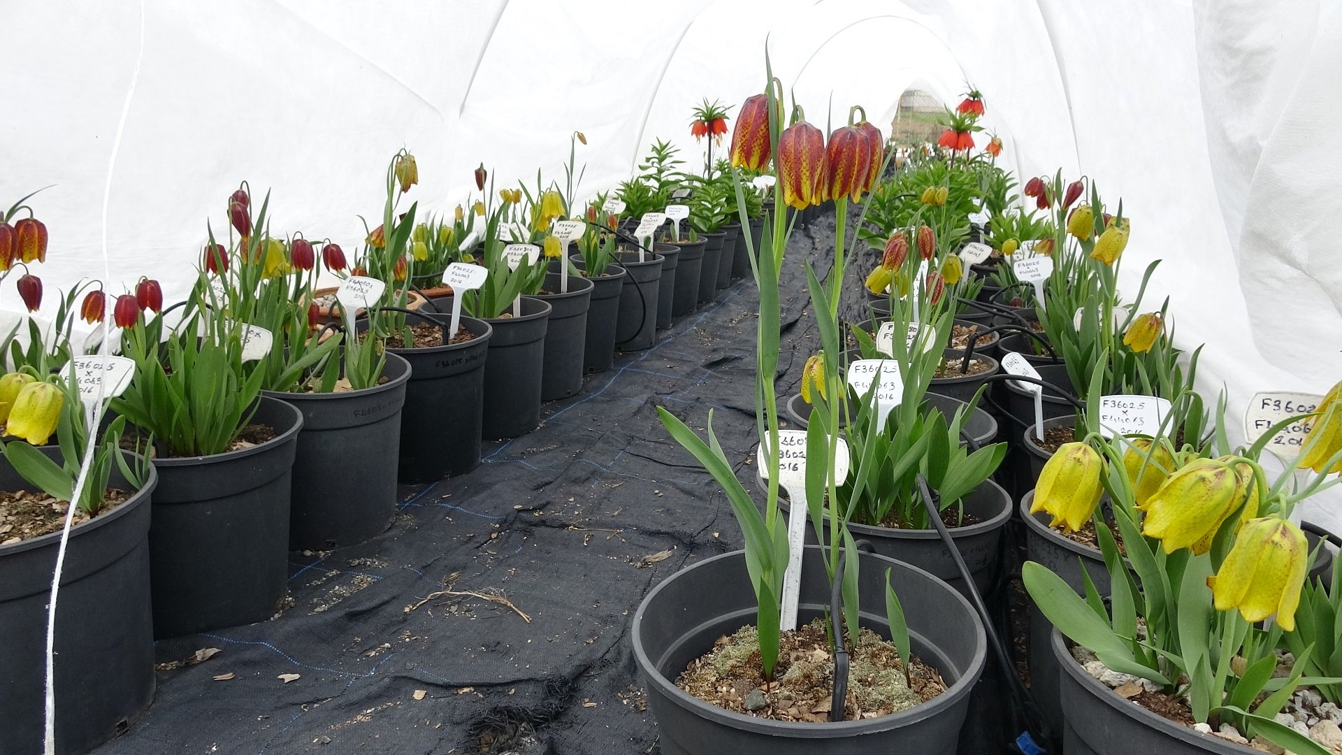 Koparmanın Bedeli 700 Bin Tl Erzincan’da Özel Bitkiye Özel İlgi5