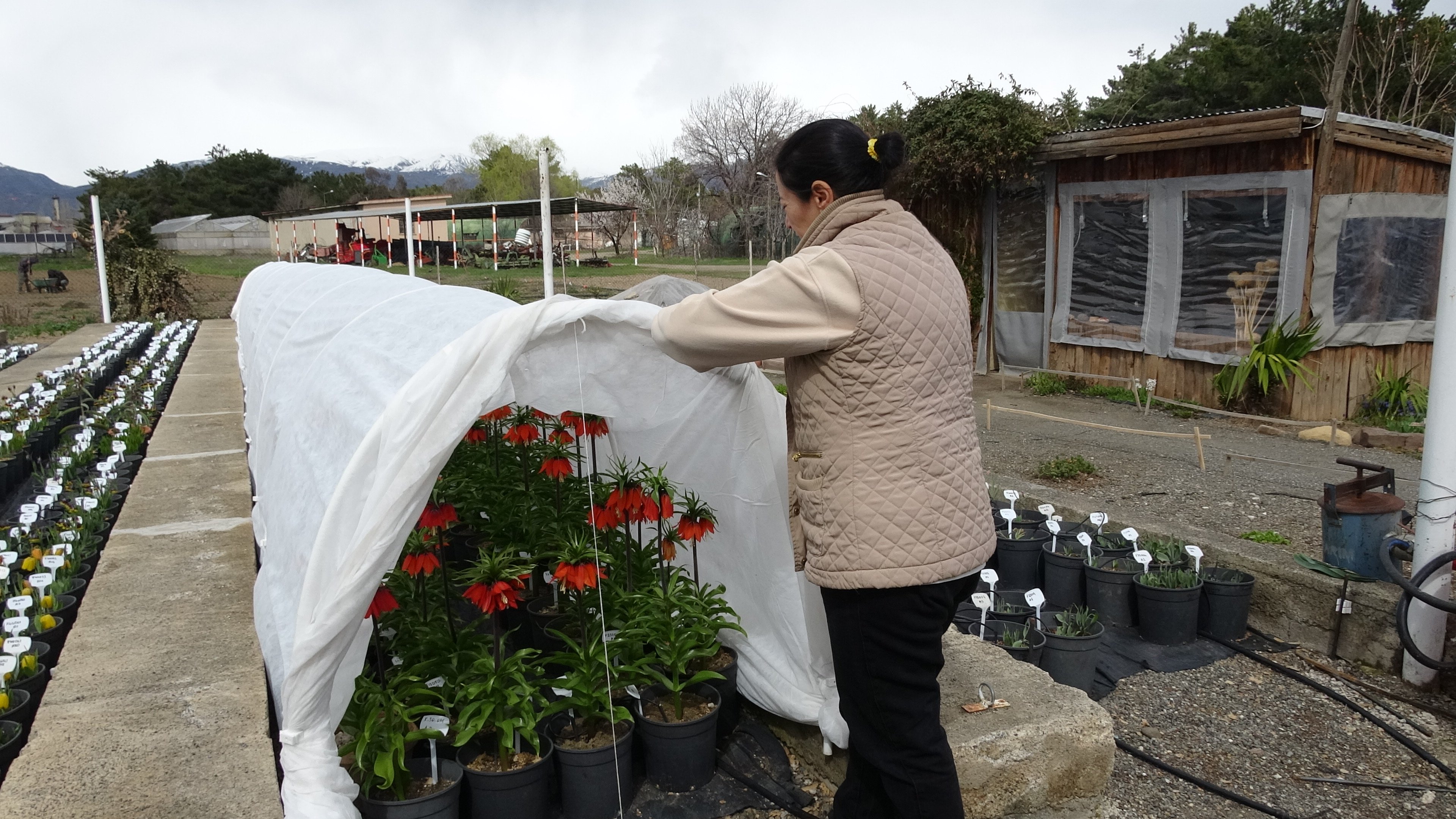Ters Lale Dona Karşı Koruma