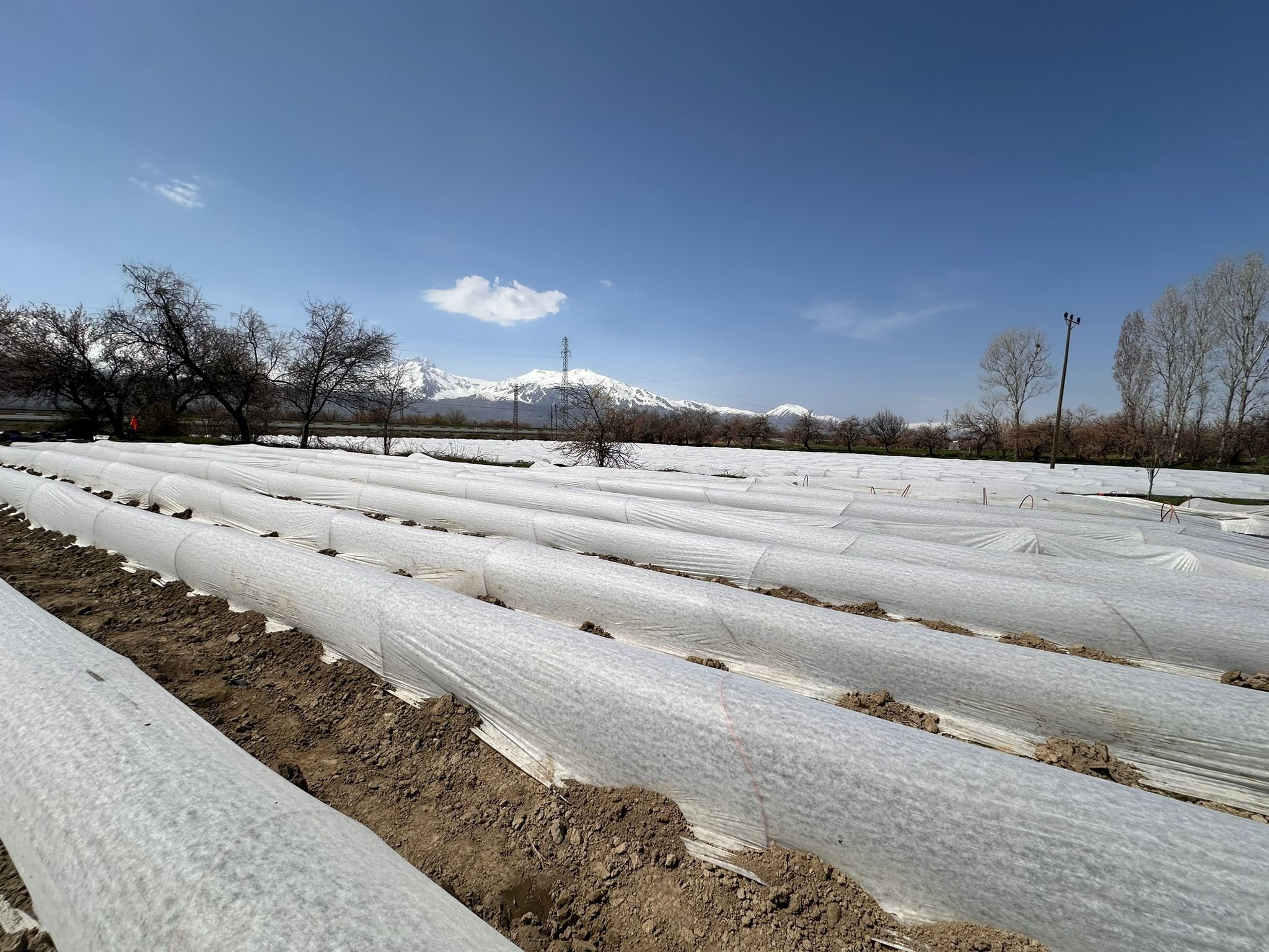 Üzümlü Kapya Biber (2)