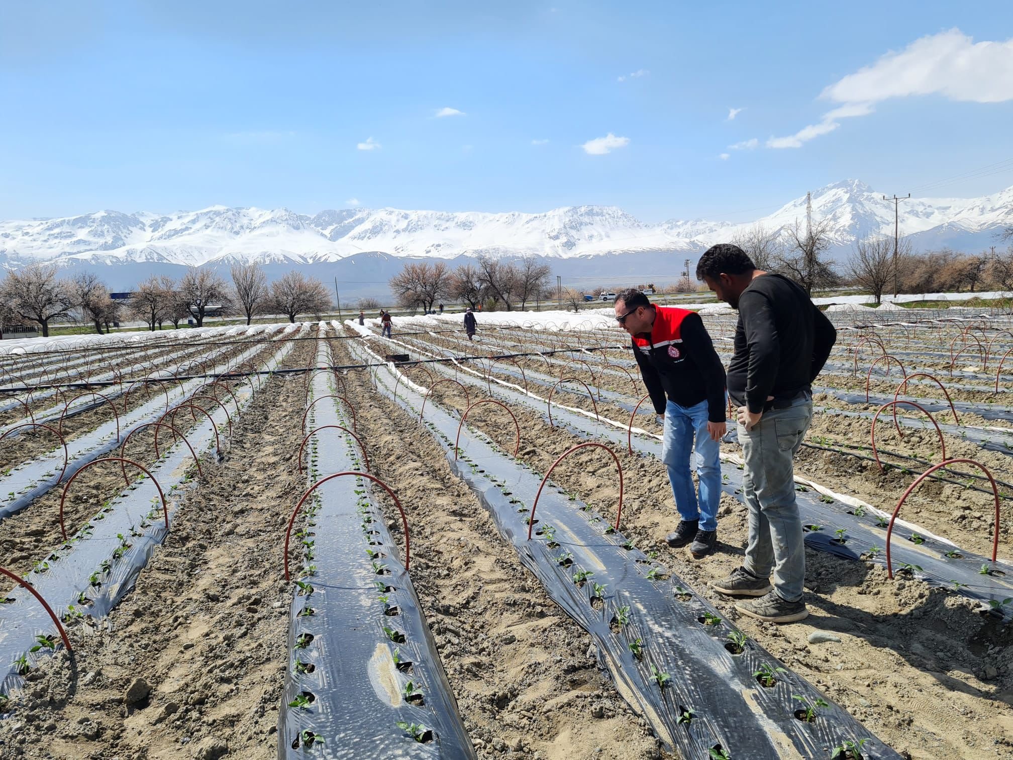 Üzümlü Kapya Biber (6)