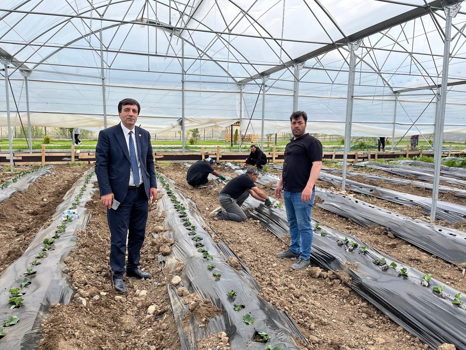 Çayırlı Seracılık (1)