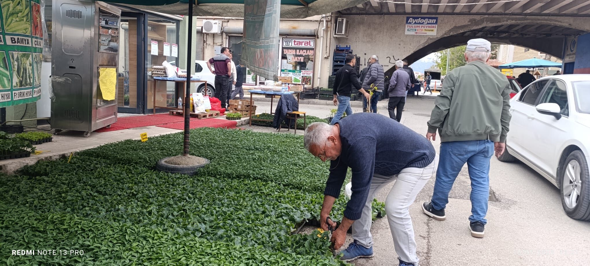 Erzincan Buğday Meydanı’nda Fide İsyanı Kapya Diye Çarliston Satıyorlar (4)
