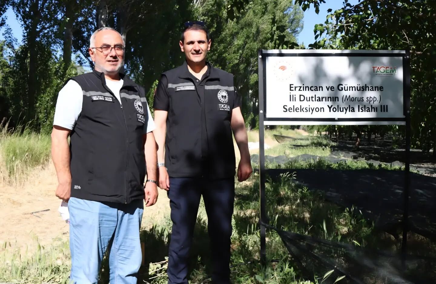 Erzincan Dut Seleksiyonu (2)