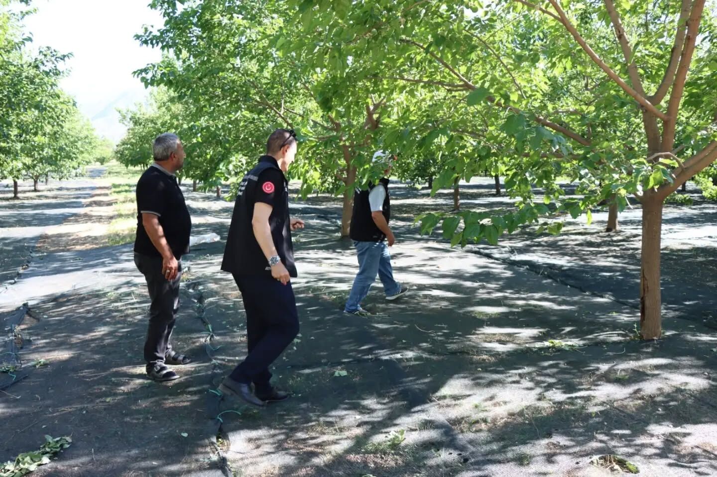 Erzincan Dut Seleksiyonu (4)