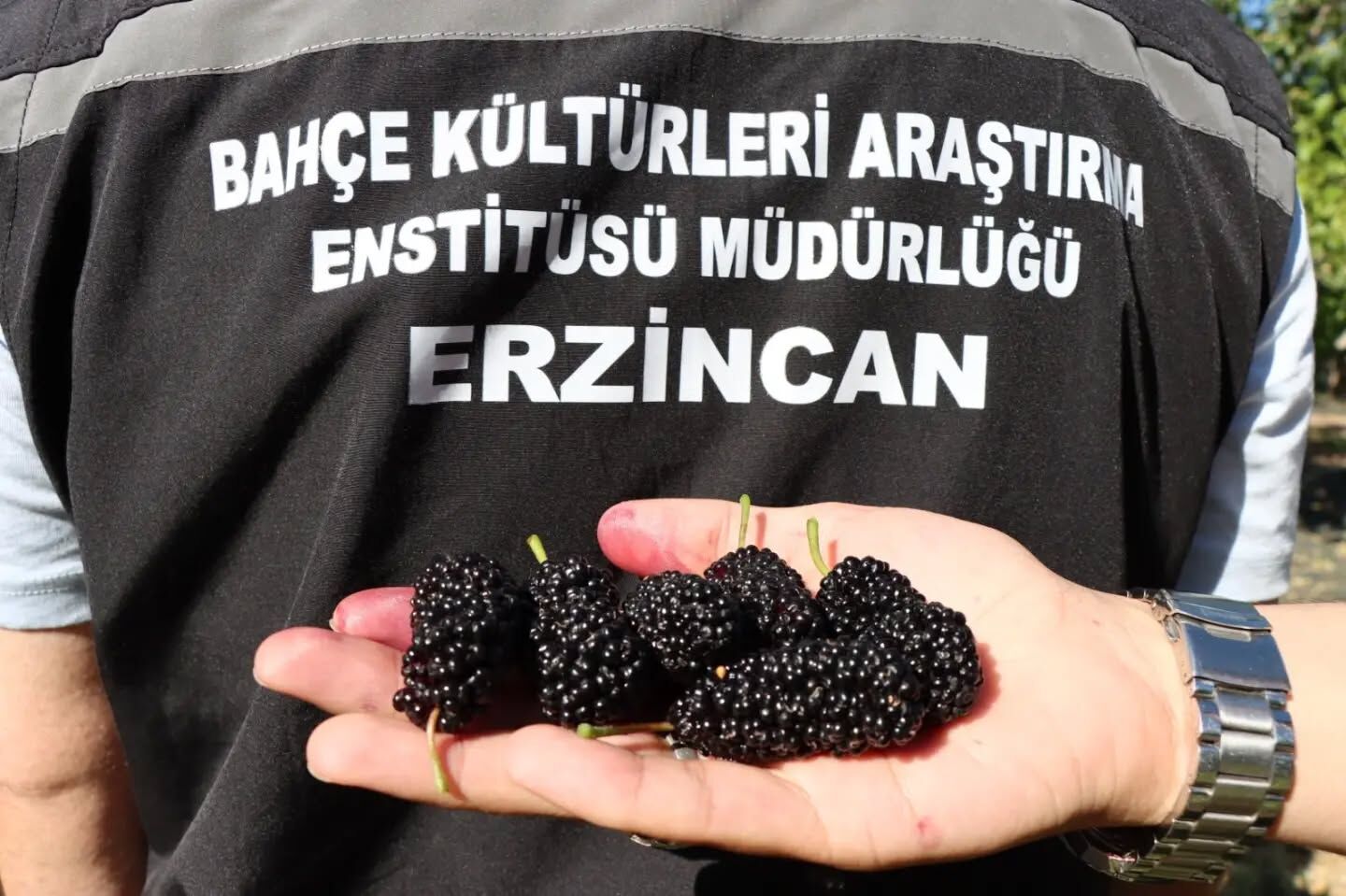 Erzincan Dut Seleksiyonu (6)