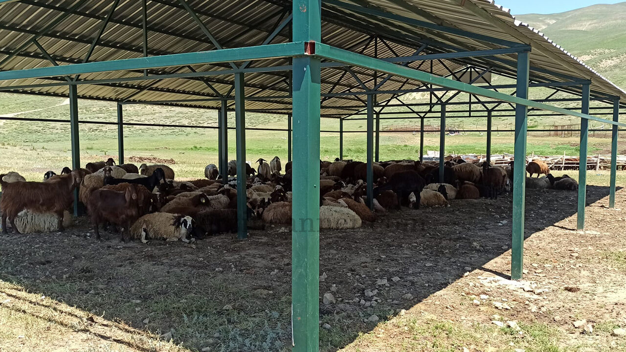 Erzincan’da 2400 Rakımda Hayvan Refahı İçin Örnek Çalışma.1
