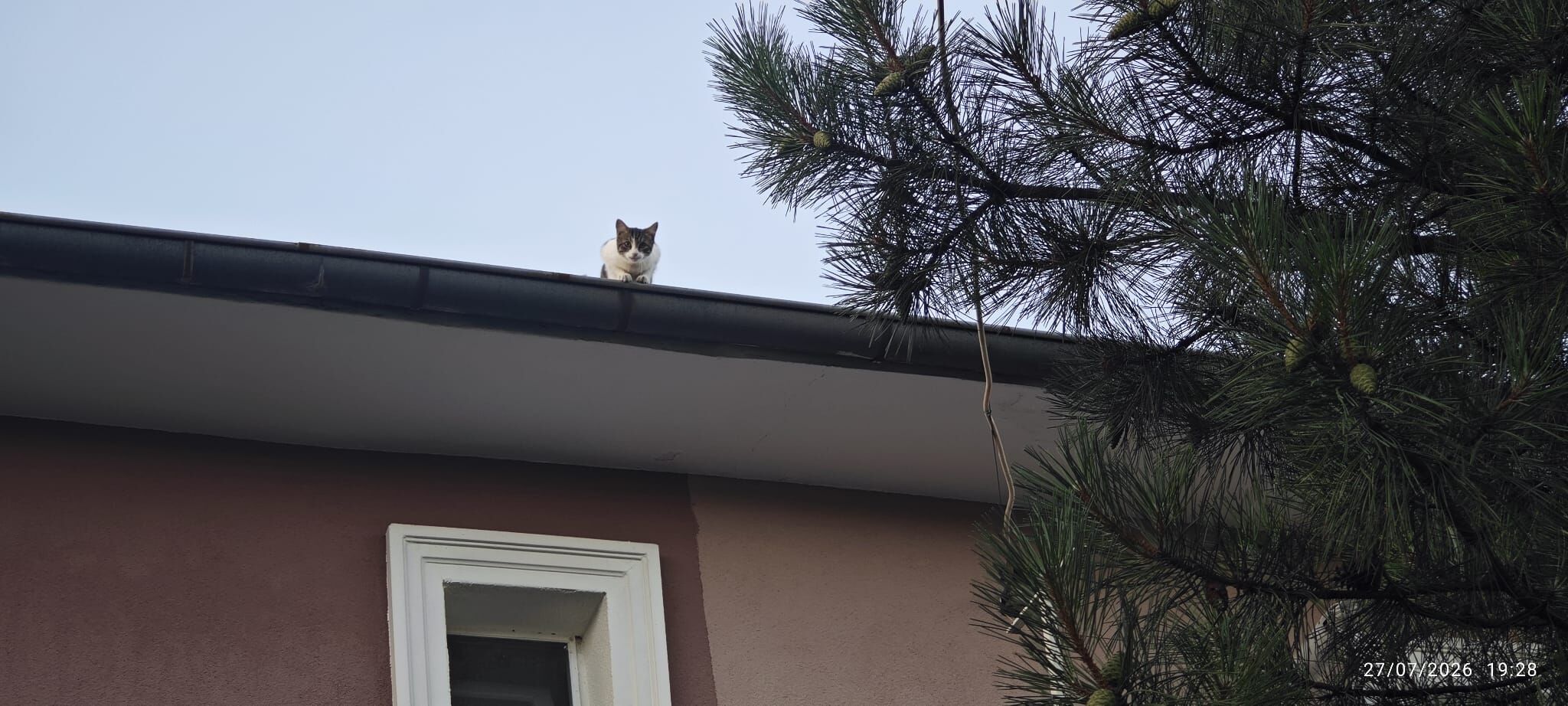 Erzincan'da Çatıda Mahsur Kalan Kedi İçin Zamanla Yarış!1