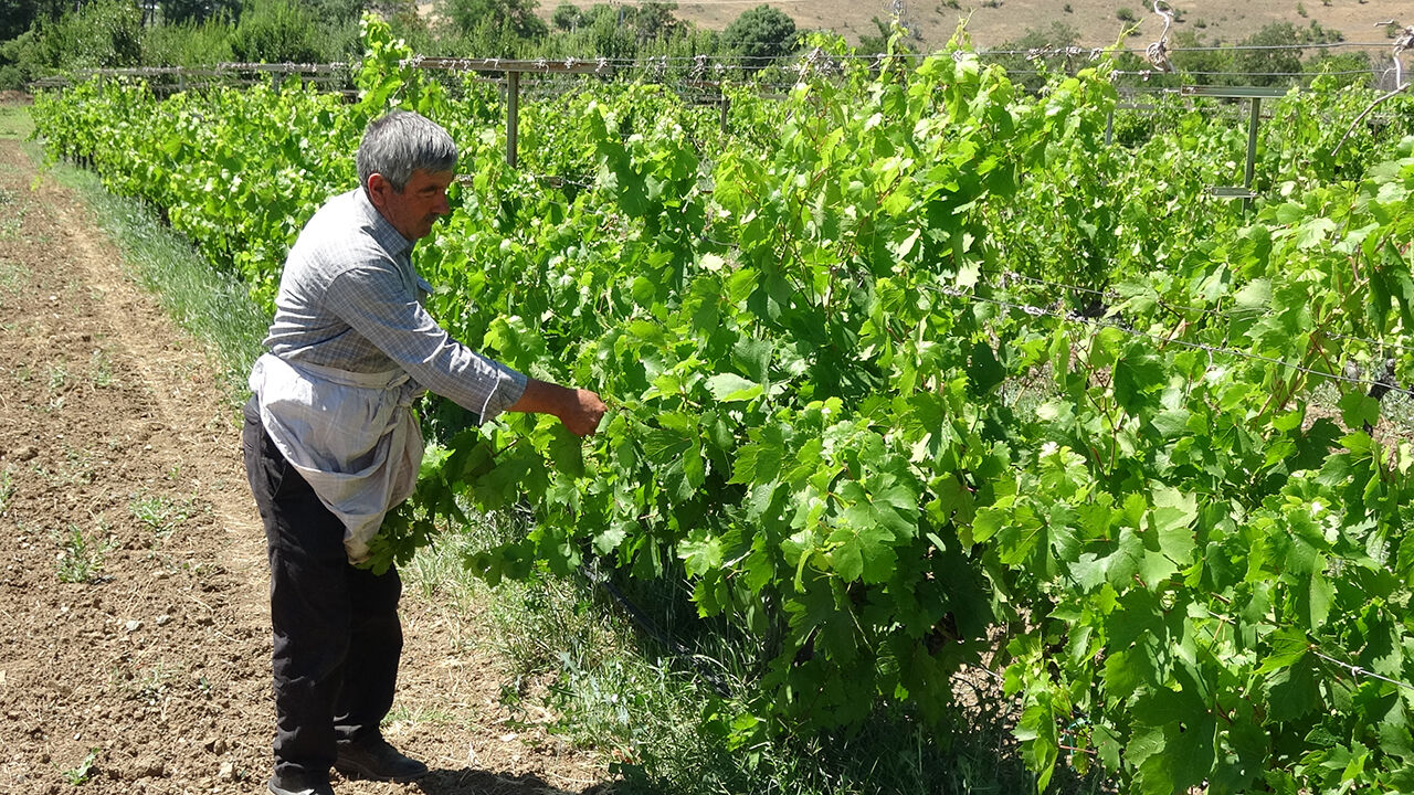 Erzincan’da Çiftçiler İçin Yeni Bir Ekonomik Gelir Kapısı Tanıtıldı.1