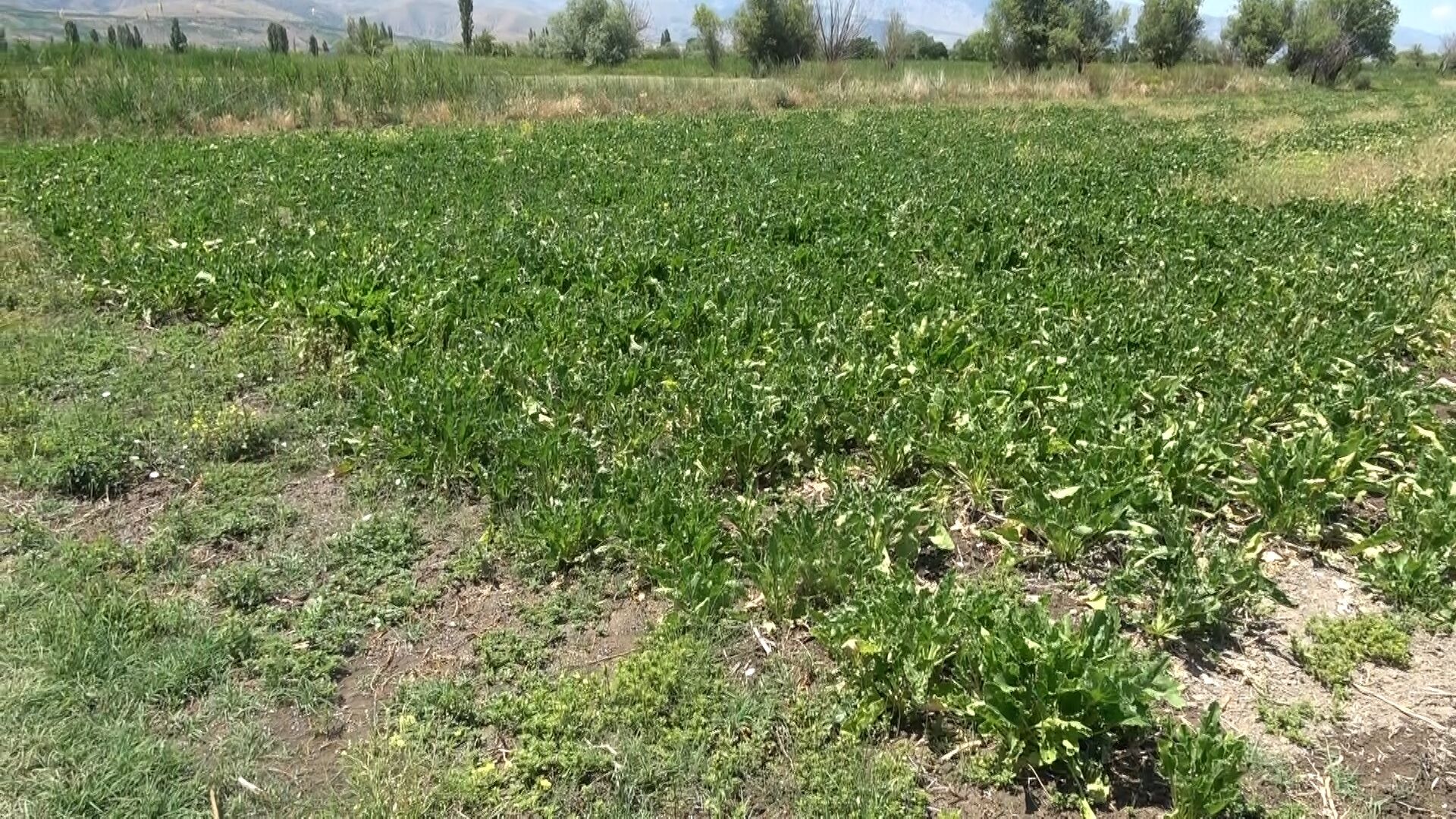 Erzincan’da Çiftçiler Zahmet Etmişler Beyefendiler1