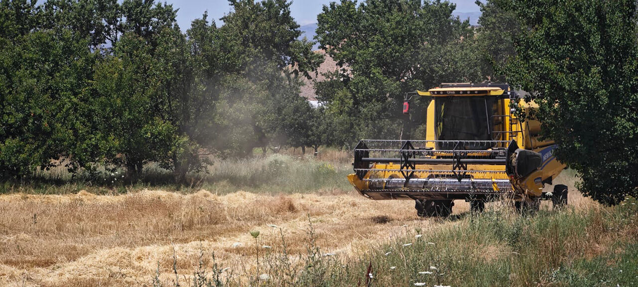 Erzincan'da Döver Biçerler Tarlaya İndi!13