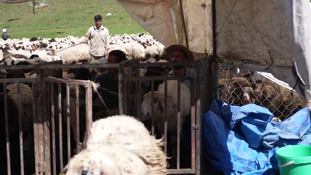 AB Tescilli Erzincan Tulum Peyniri Geleneksel Yöntemlerle Üretiliyor