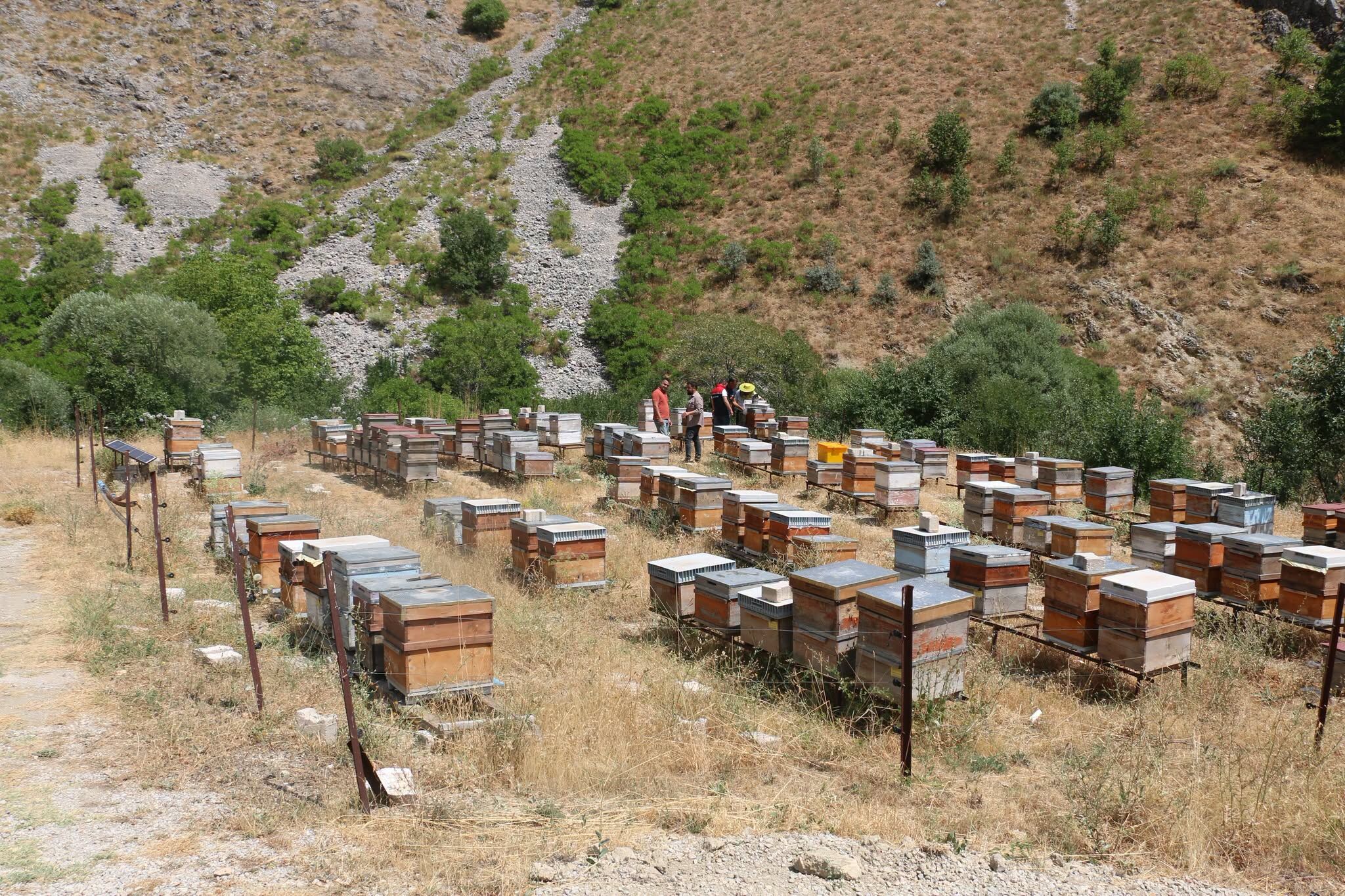 Erzincan Arıcılık (2)