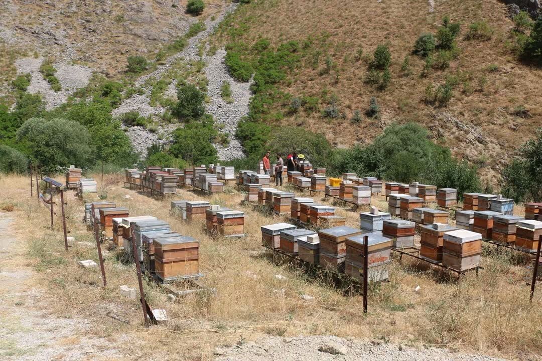 Erzincan’da Arıclık