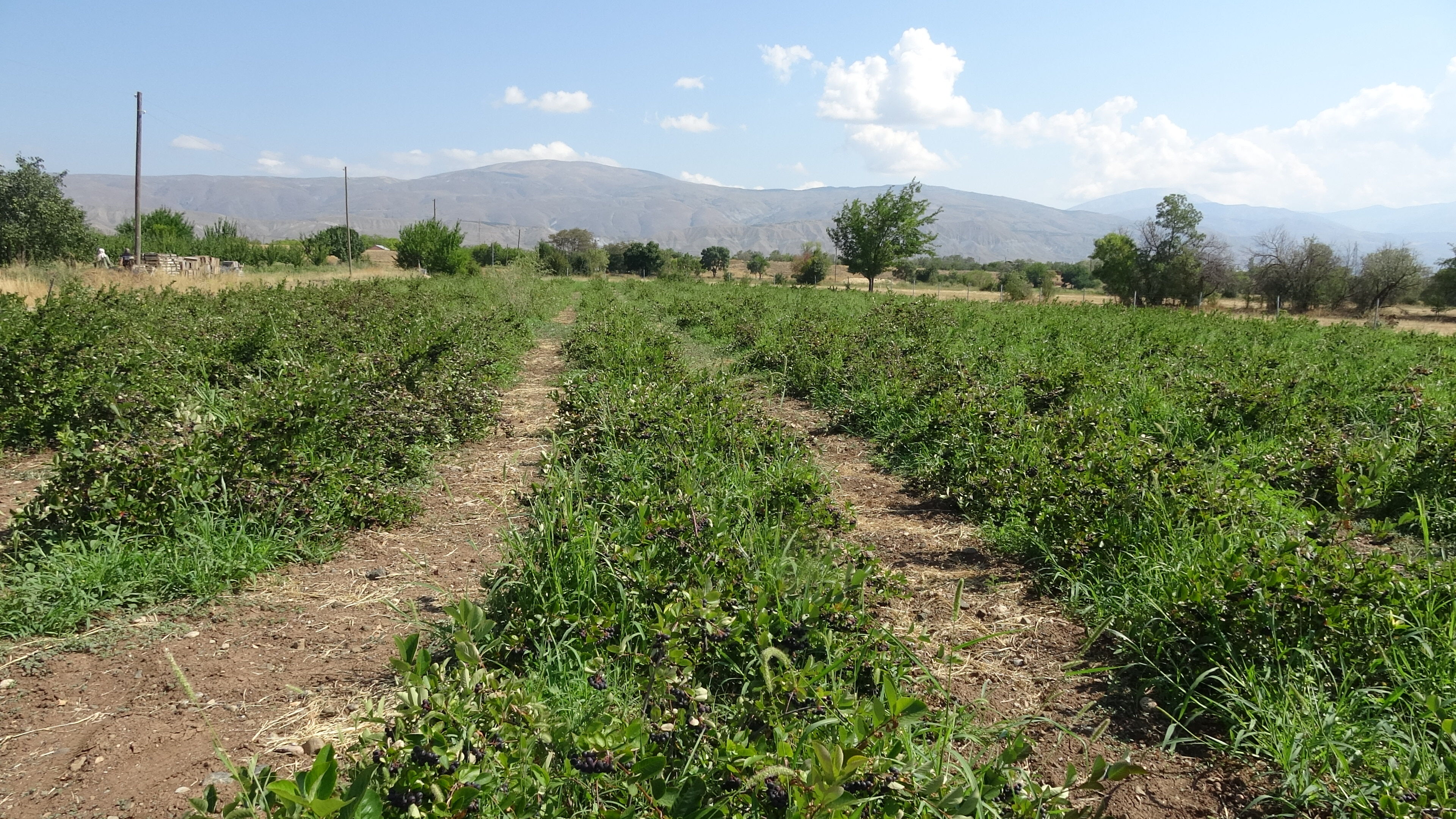 Erzincan’da Bir Kadın Girişimcinin Toprakla Yazdığı Hikâye Her Şey Bir Aronya Fidanıyla Başladı3