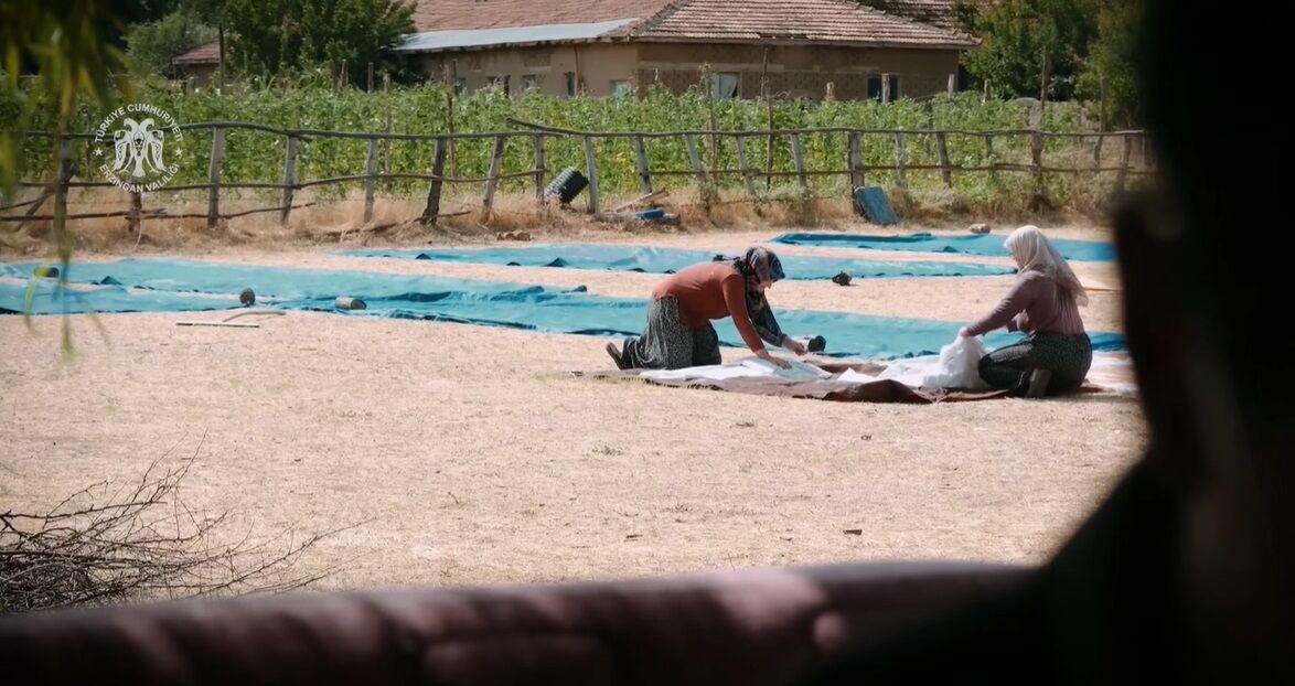 Hedik2