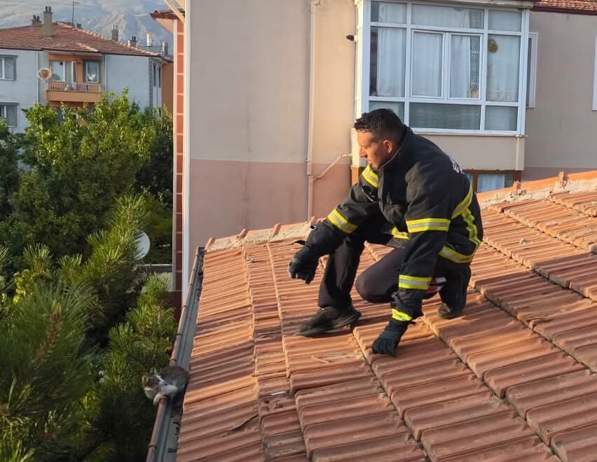 Kedi Kurtarma Operasyonu (3)-1