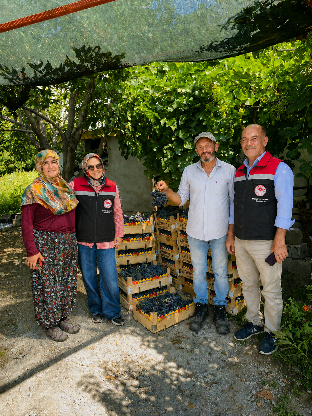 Üzüm Hasat2