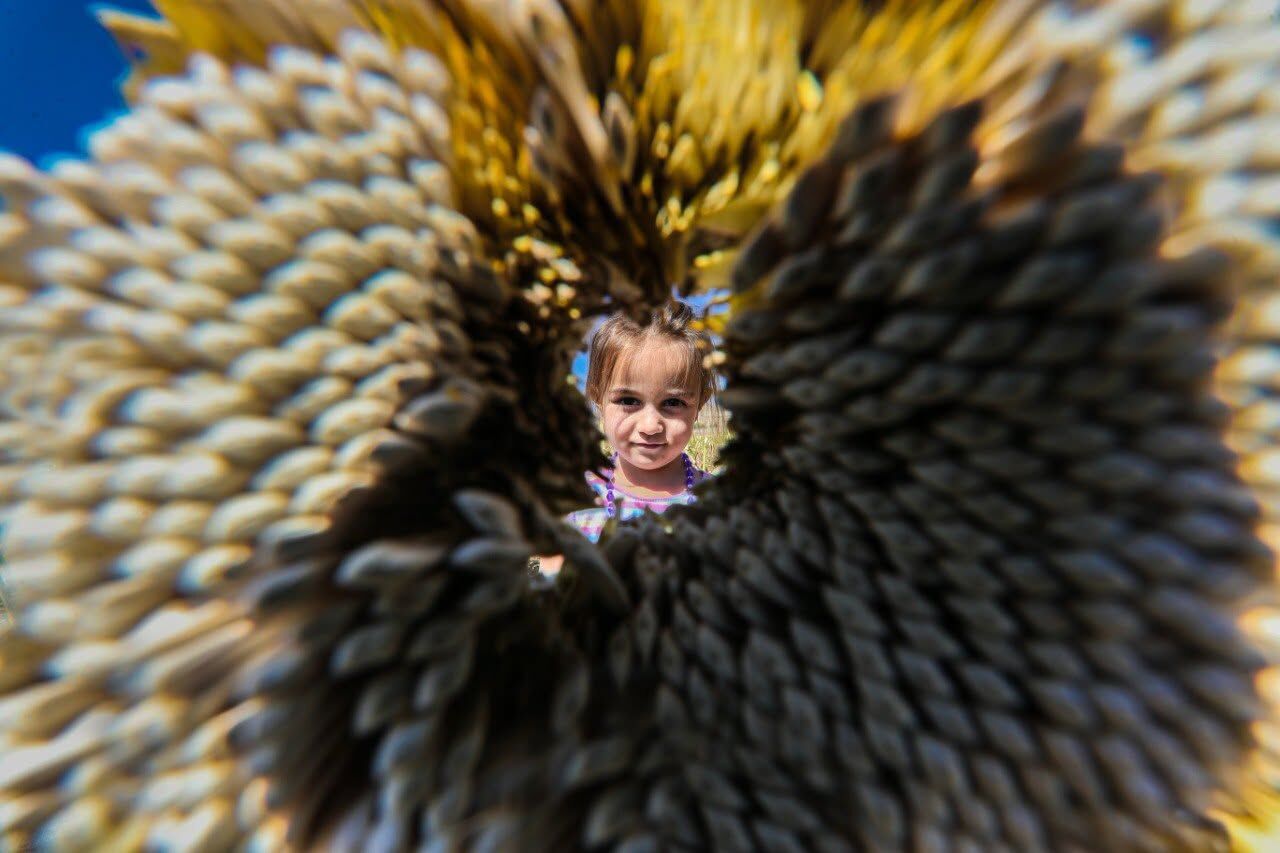 Ayçiçeği (1)