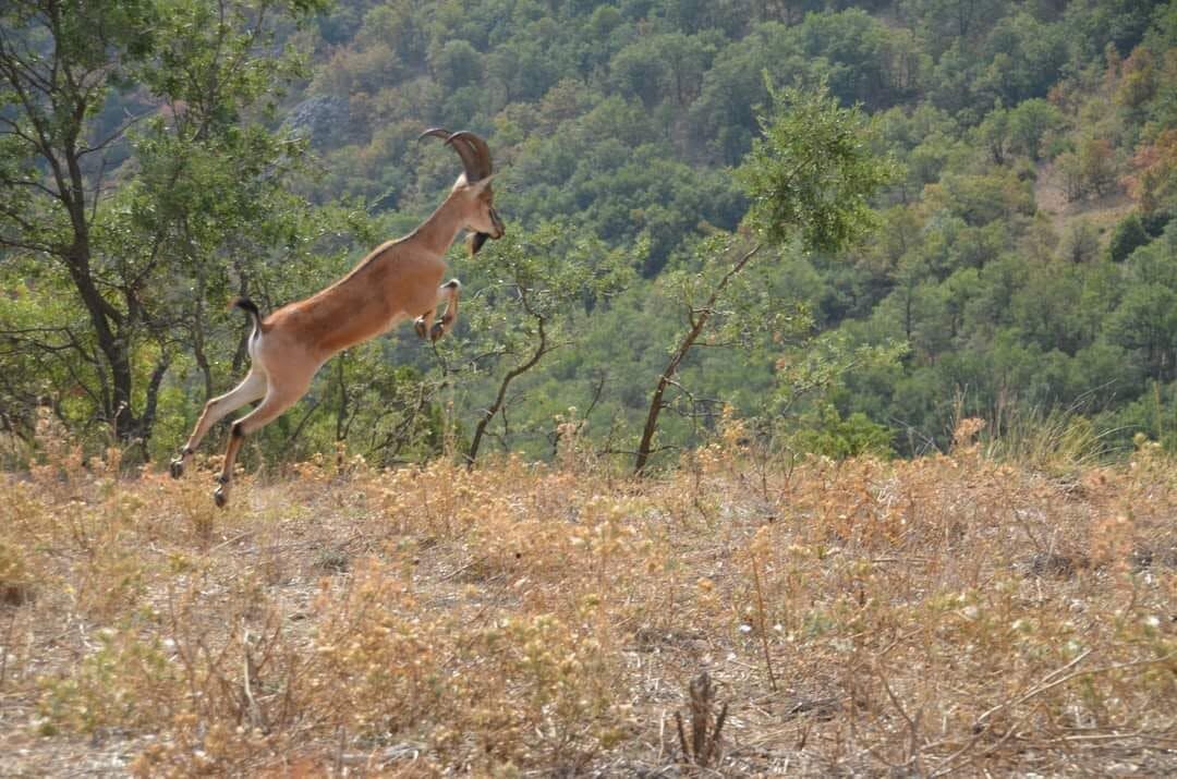 Dağ Keçisi-1