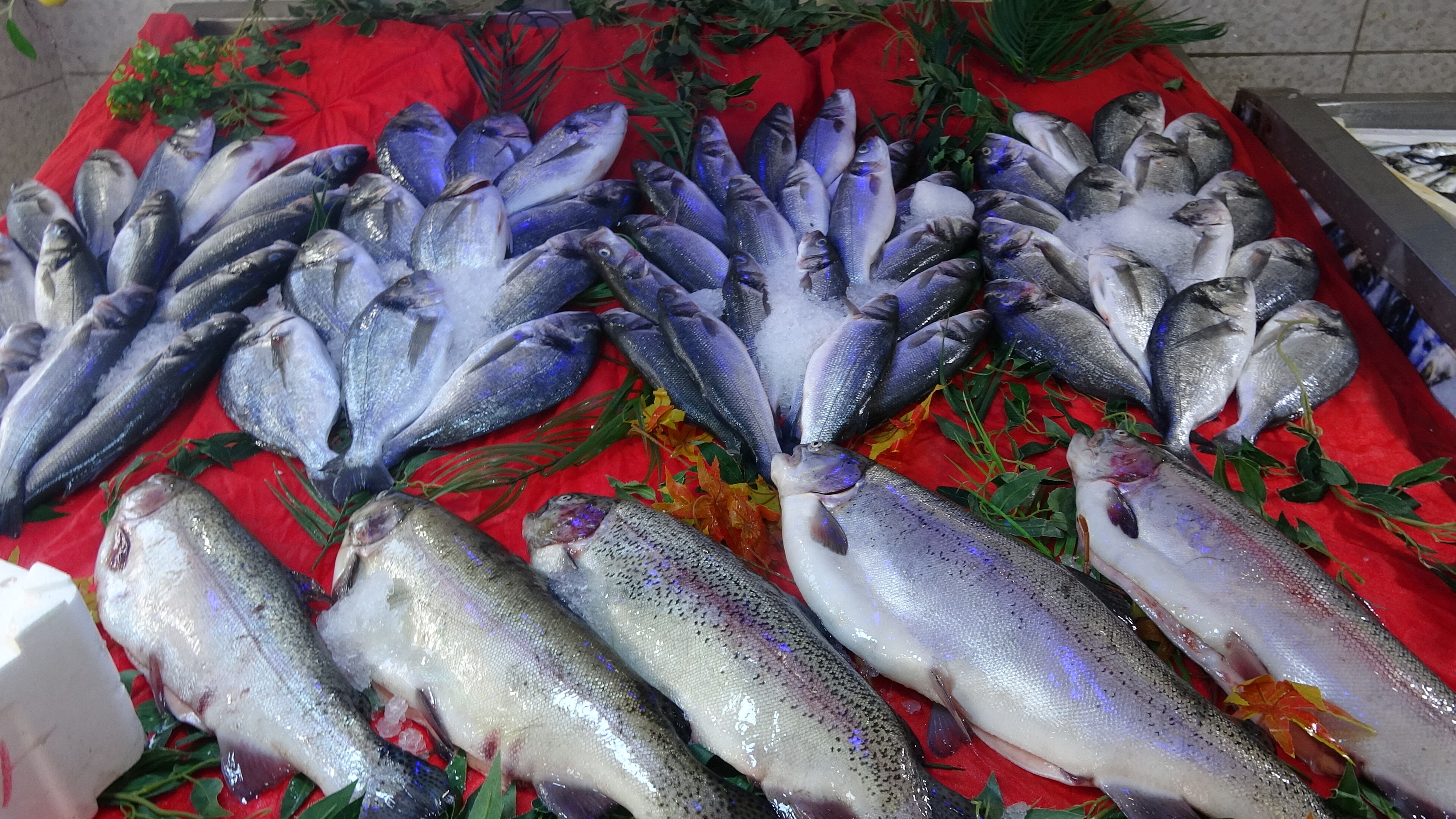Erzincan’da Balık Bereketi Başladı! İşte Sezonun İlk Fiyatları2