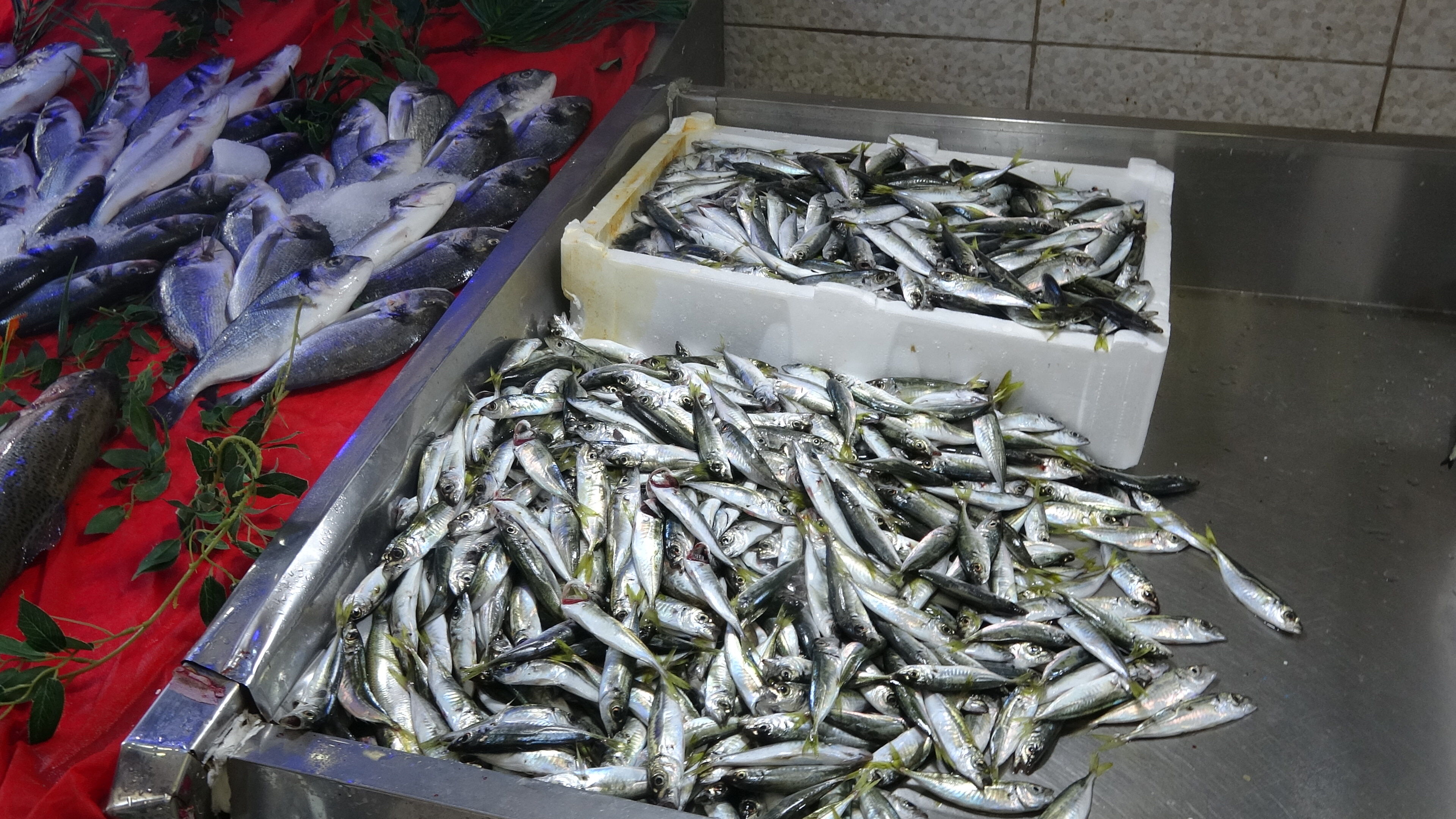 Erzincan’da Balık Bereketi Başladı! İşte Sezonun İlk Fiyatları4