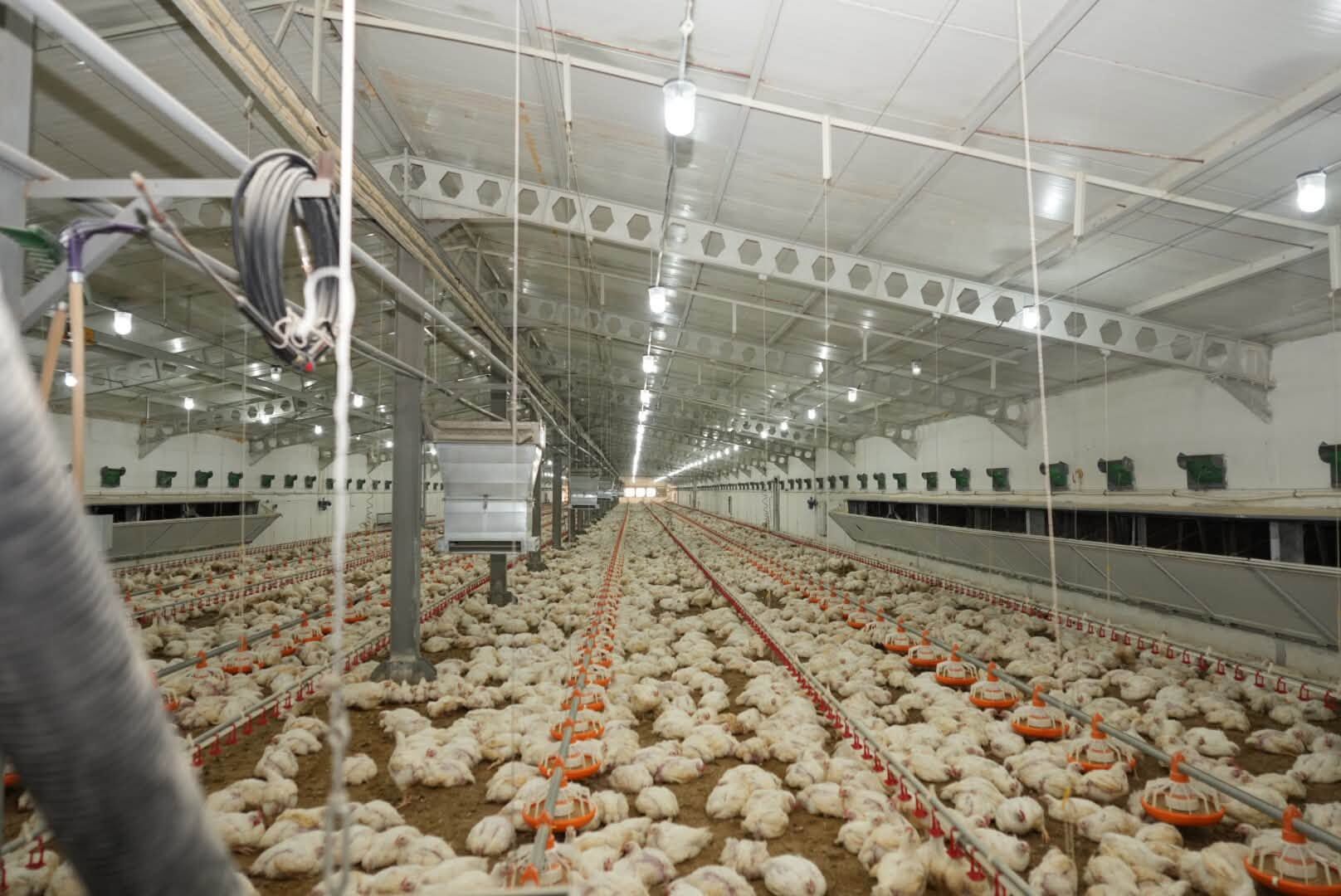 Hökelekli Broiler Çiftliğinde (2)