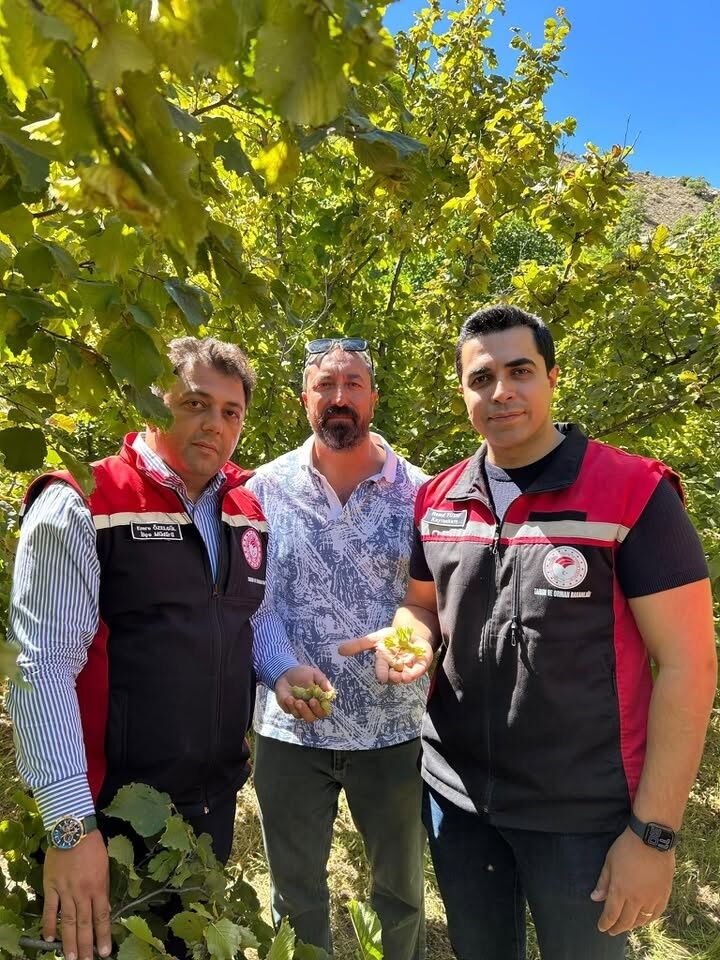 Kemah Fındık Hasadı 1
