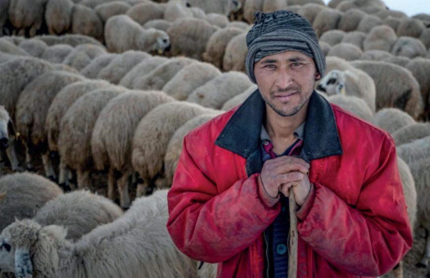 Çoban Haydar