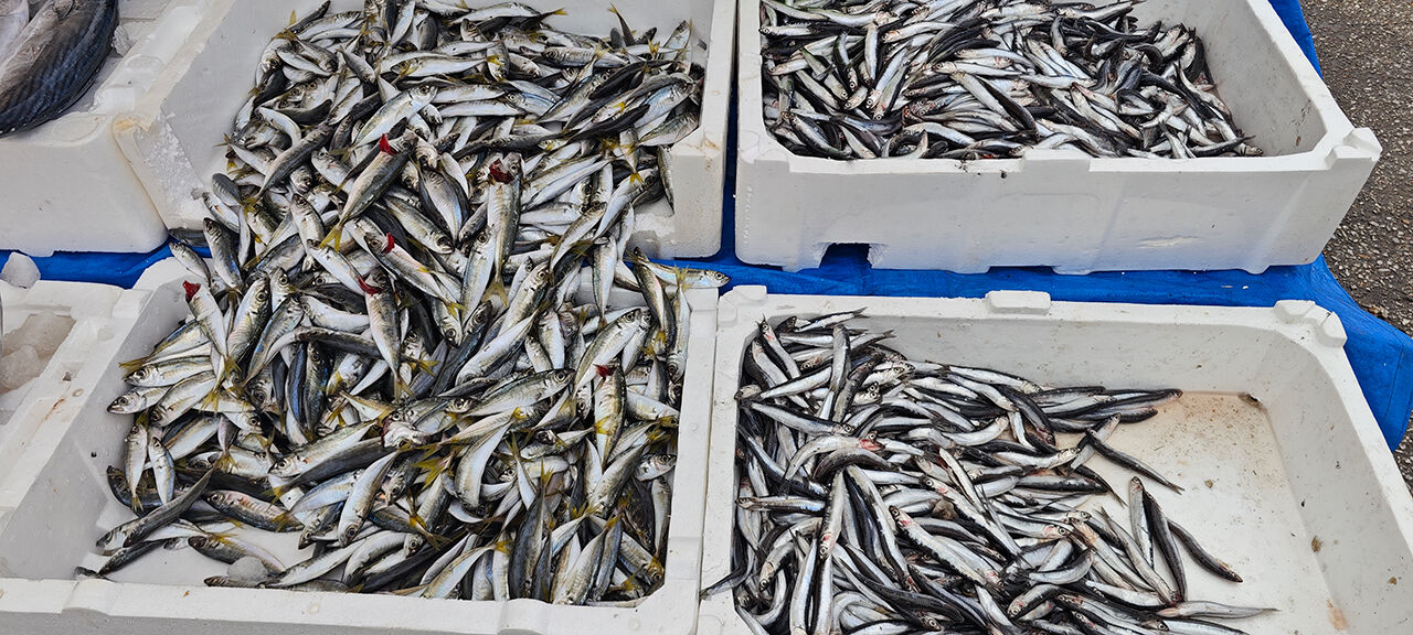 Erzincan’da Balık Fiyatları Karşılaştırıldı