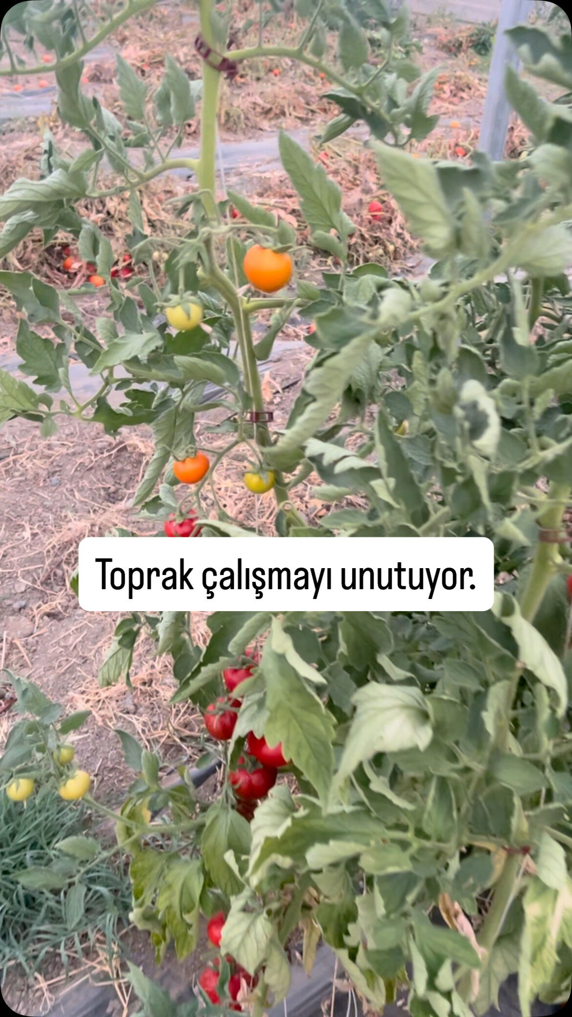 Erzincan’da Kadın Çiftçiden Kritik Uyarı2