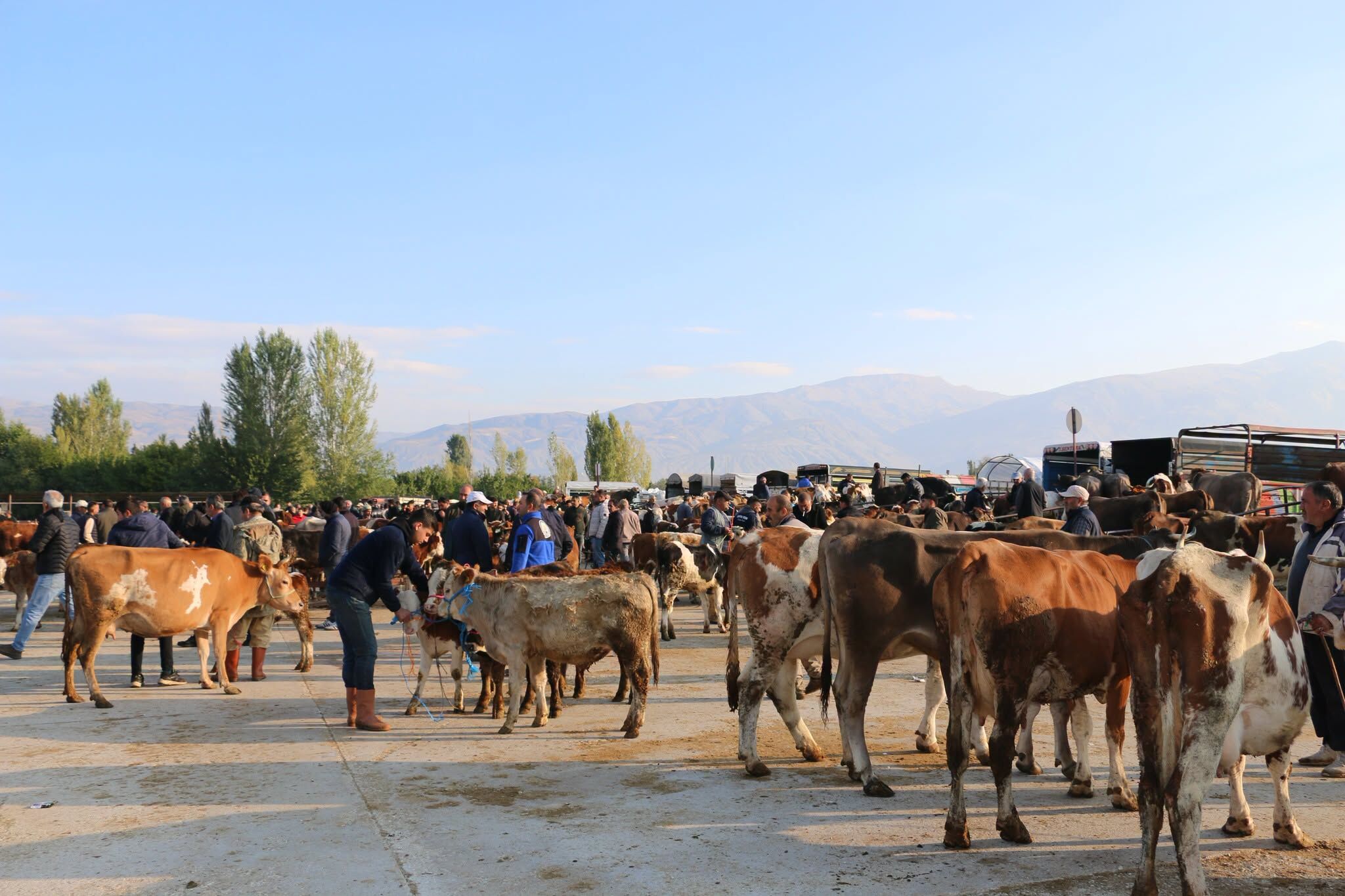 Hayvan Pazarı (1)